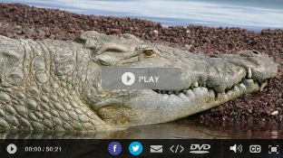 screenshot of PBS Nature video link